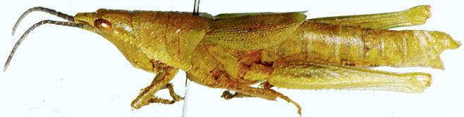 Plerisca peringueyi