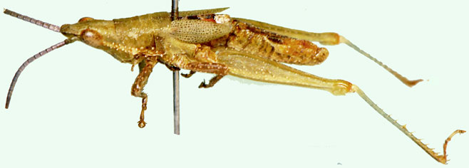 Plerisca peringueyi