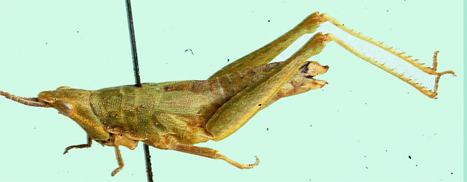 Plerisca rubripennulis