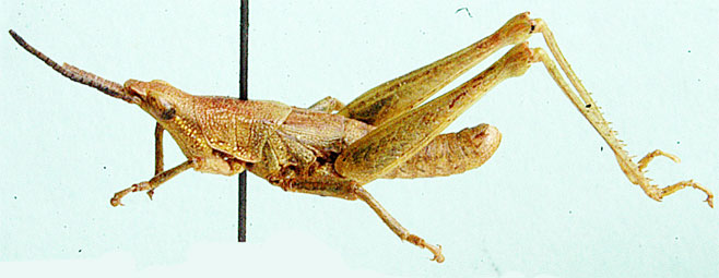 Plerisca rubripennulis