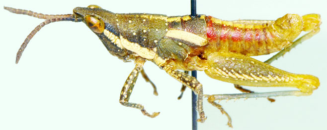 Punctisphena pustulata