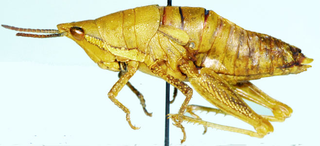 Punctisphena pustulata