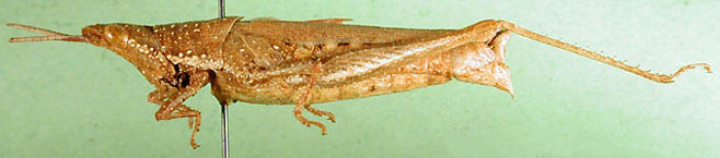 Pyrgomorpha granulata