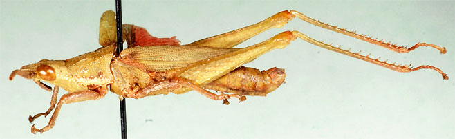 Pyrgomorpha granulata