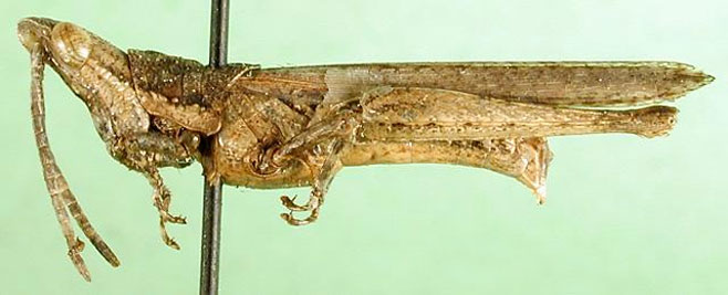 Pyrgomorpha minuta