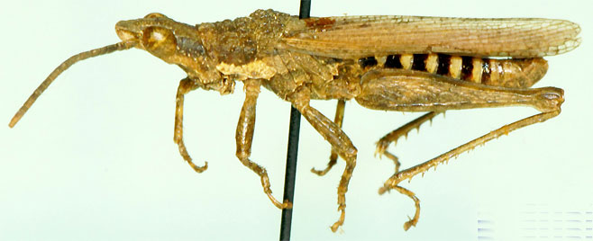 Pyrgomorpha minuta