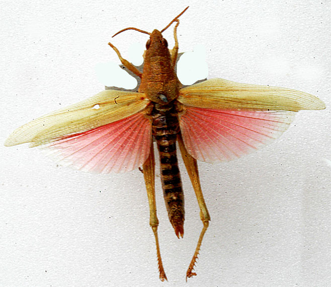 Tanita purpurea