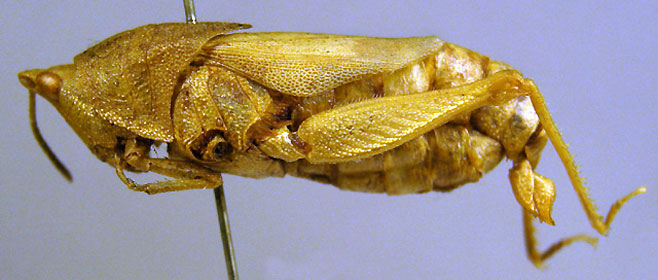 Tanitella sanderi