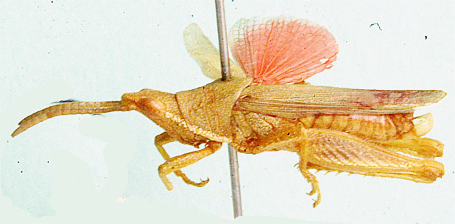 Tanitella sanderi