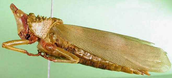 Taphronota calliparea