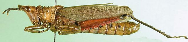 Taphronota calliparea