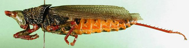 Taphronota stali