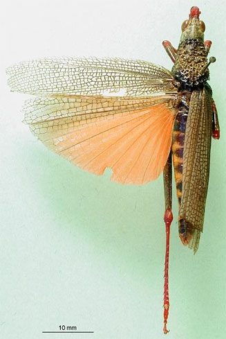 Taphronota stali