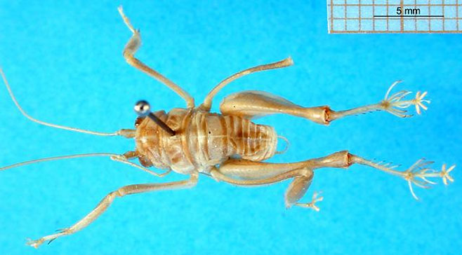 Comicus arenarius