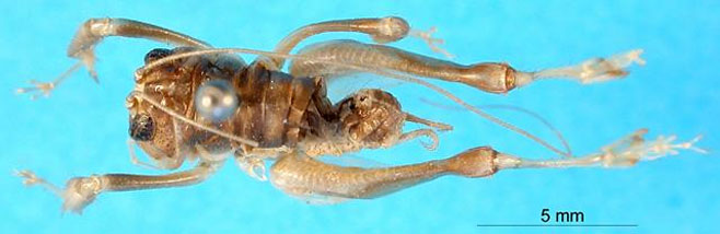 Comicus campestris