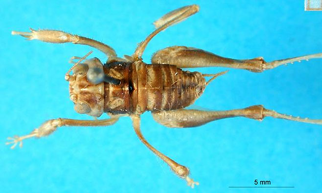 Comicus capensis