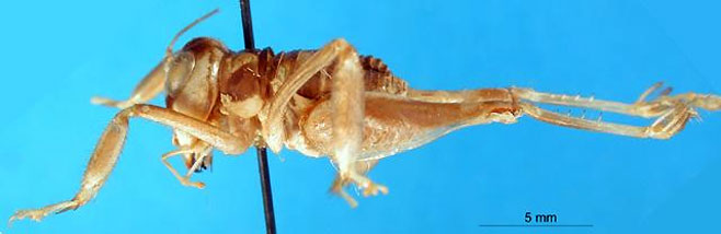 Comicus capensis