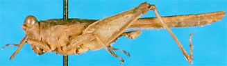 Euparatettix histricus