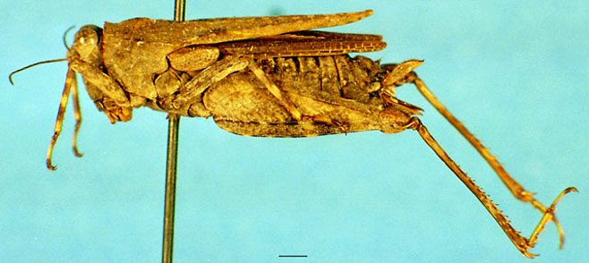Paratettix scaber