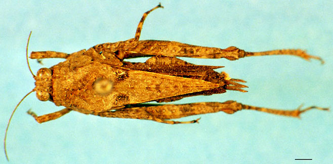 Paratettix scaber