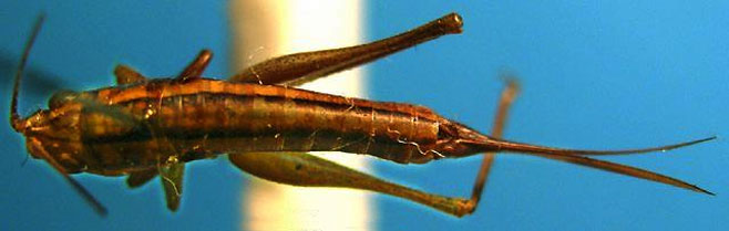 Conocephalus basutoanus