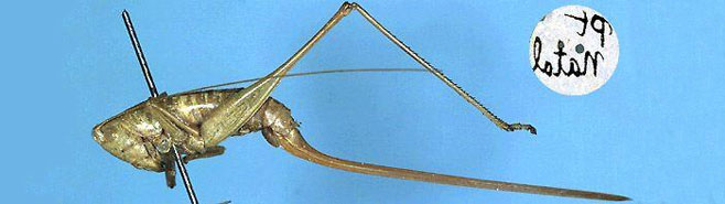 Conocephalus caudalis