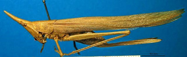 Pseudorhynchus hastifer