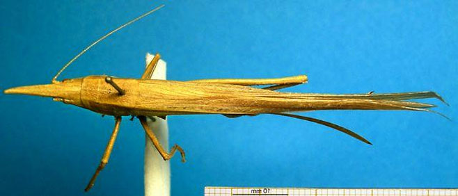 Pseudorhynchus hastifer