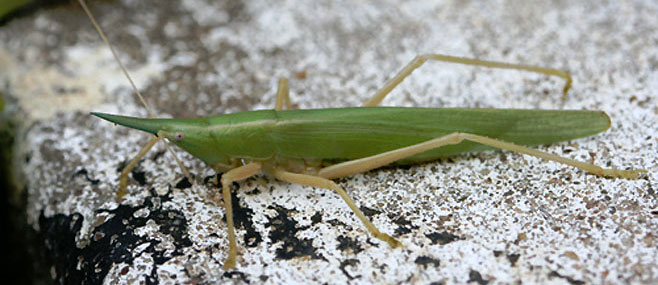 Pseudorhynchus pungens