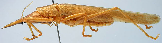 Pseudorhynchus pungens