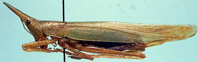 Pseudorhynchus pungens