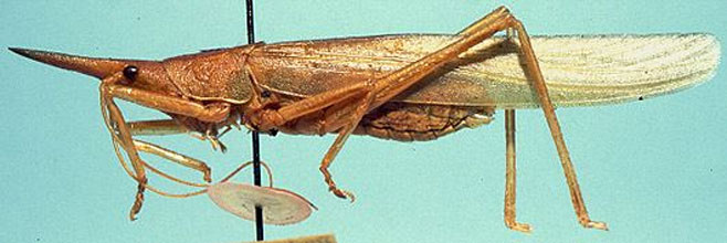 Pseudorhynchus pungens