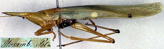Pseudorhynchus pungens