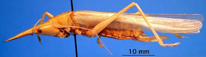Pseudorhynchus pungens