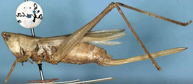 Ruspolia diversa