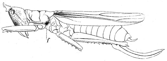 Odontolakis megacephala