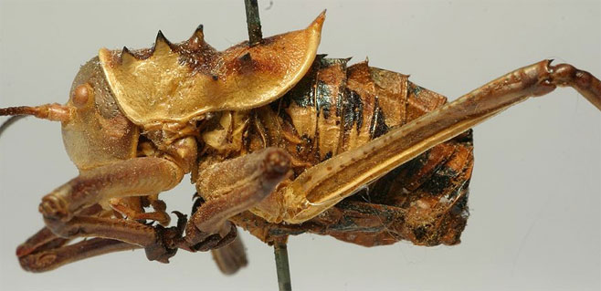 Acanthoplus discoidalis