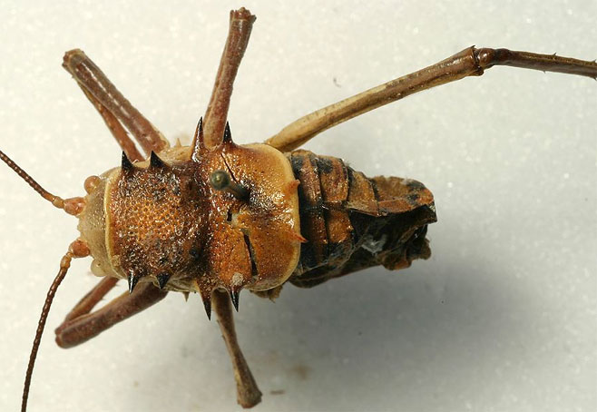 Acanthoplus discoidalis