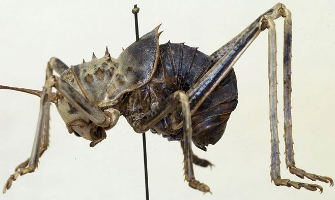 Acanthoplus discoidalis