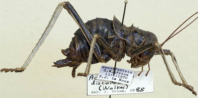 Acanthoplus discoidalis