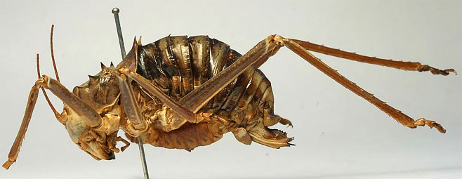 Acanthoplus discoidalis