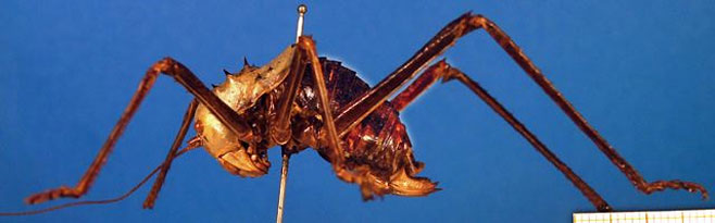 Acanthoplus longipes