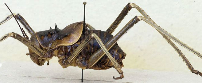 Acanthoplus longipes