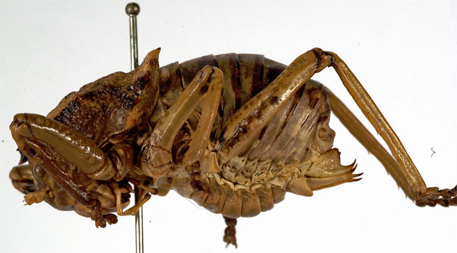 Enyaliopsis matabelensis