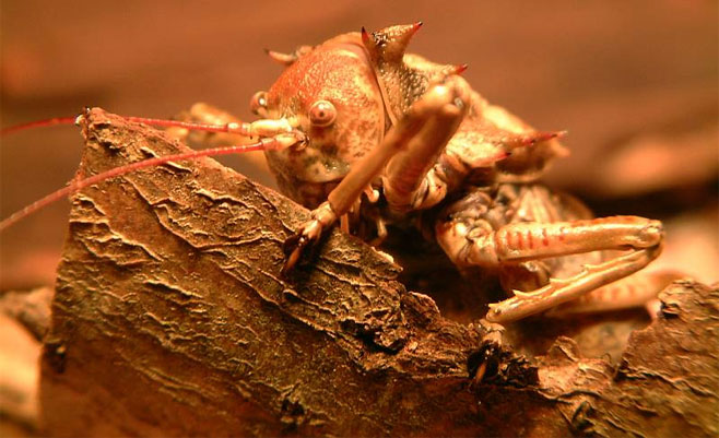 Enyaliopsis petersii