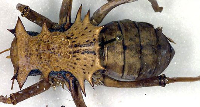Enyaliopsis petersii
