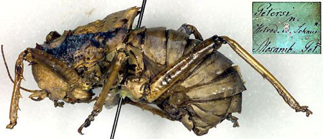 Enyaliopsis petersii