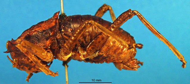 Enyaliopsis petersii