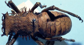 Enyaliopsis selindae