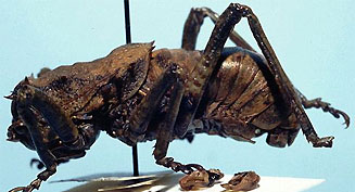 Enyaliopsis selindae